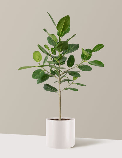 Ficus Audrey Tree