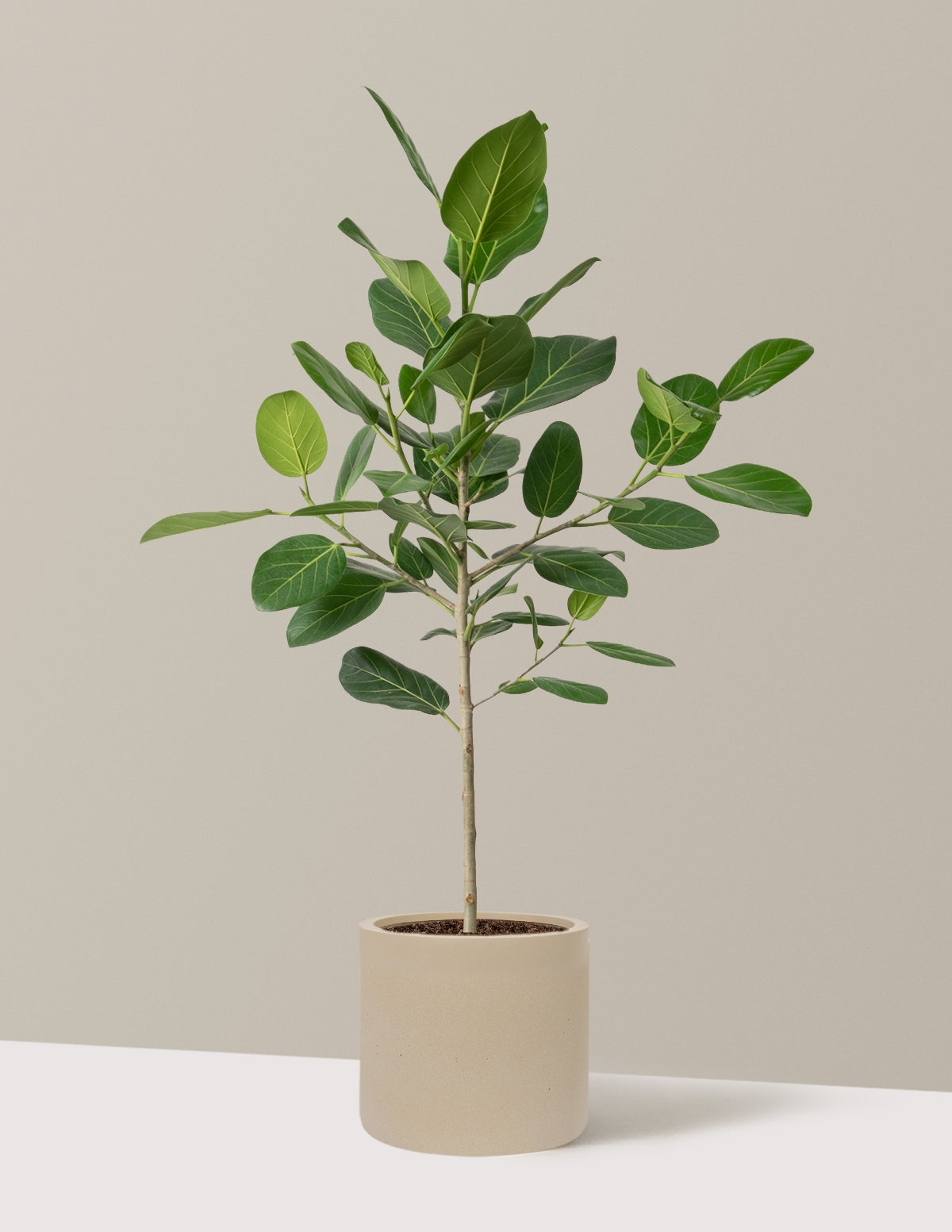 Ficus Audrey Tree