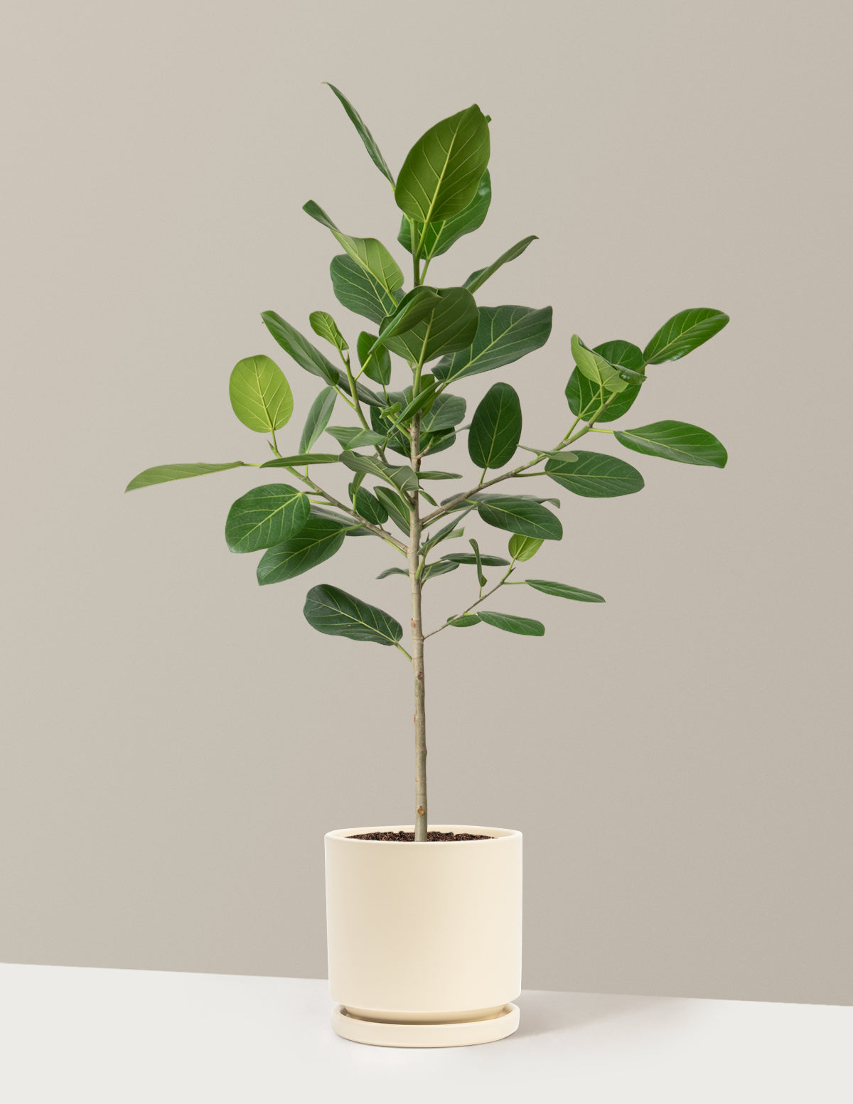 Ficus Audrey Tree