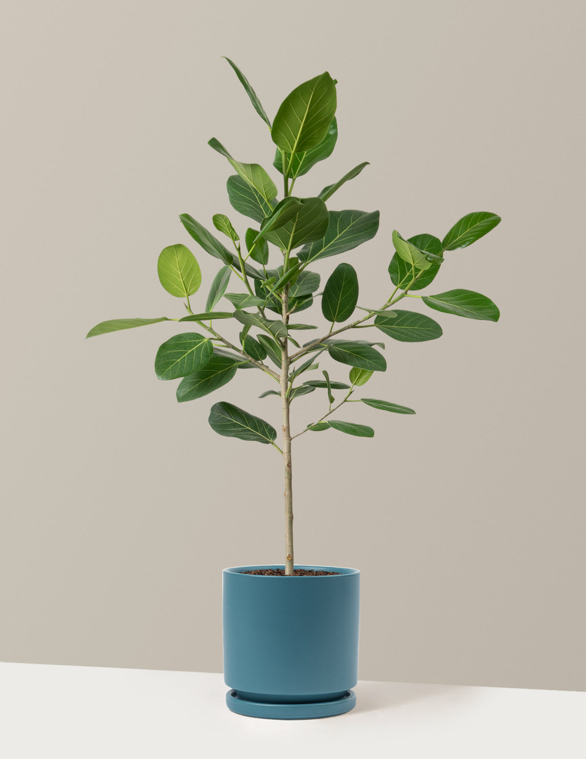 Ficus Audrey Tree