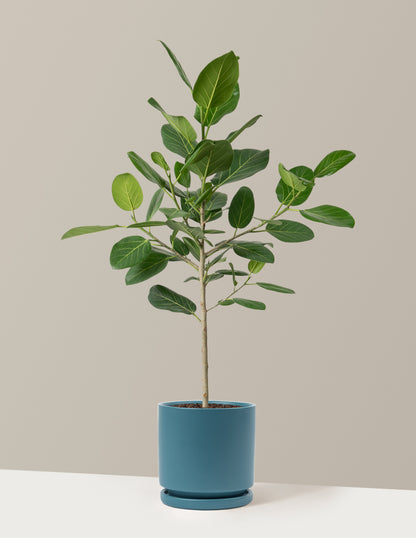 Ficus Audrey Tree