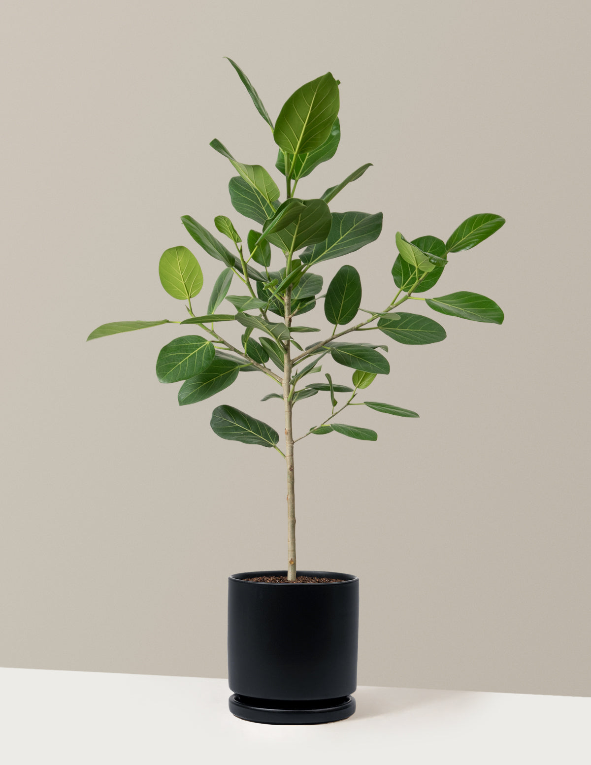 ficus audrey pet friendly Ficus Audrey Tree Houseplant with Planter - Large (2'-3' tall) Bubblegum Planter