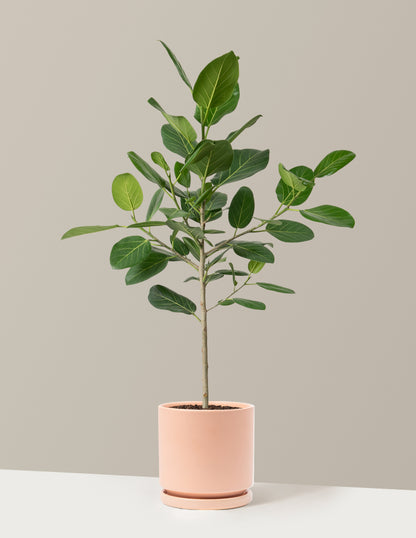 Ficus Audrey Tree