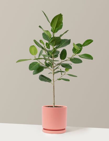ficus audrey new growth Ficus Audrey Tree Houseplant with Planter - Large (2'-3' tall) Bubblegum Planter