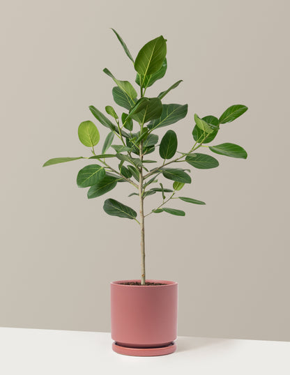 Ficus Audrey Tree