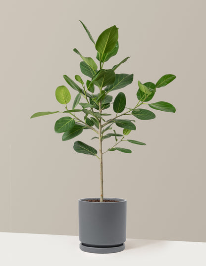 Ficus Audrey Tree