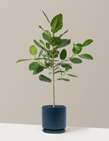 Ficus Audrey Tree