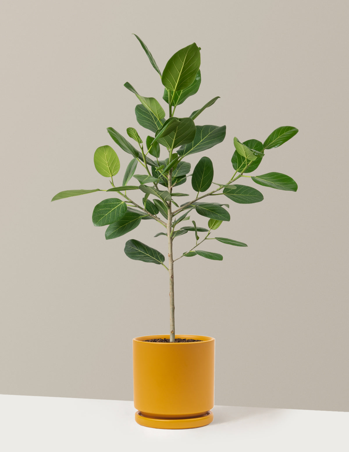 Ficus Audrey Tree