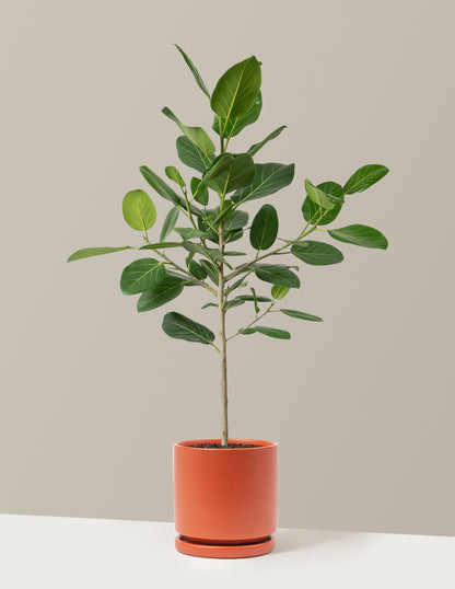 Ficus Audrey Tree