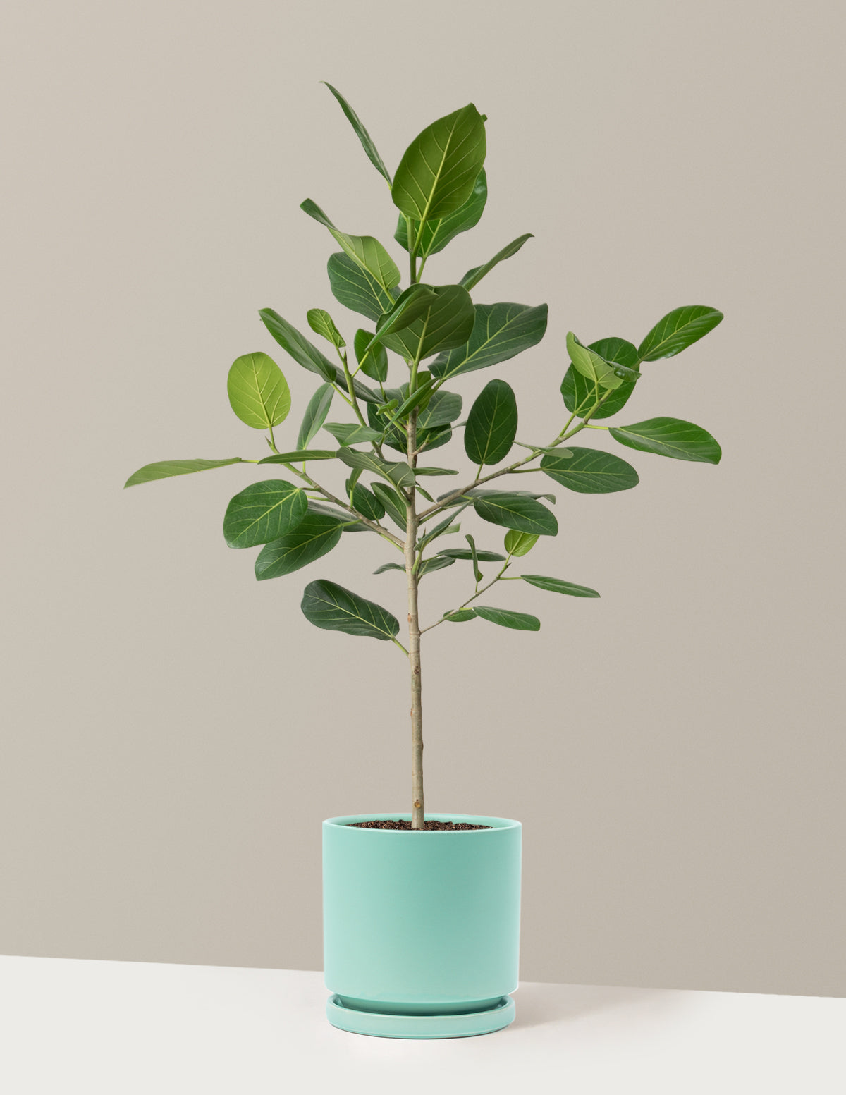 Ficus Audrey Tree
