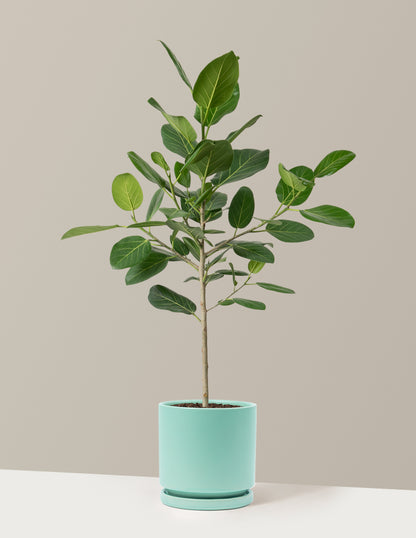 Ficus Audrey Tree