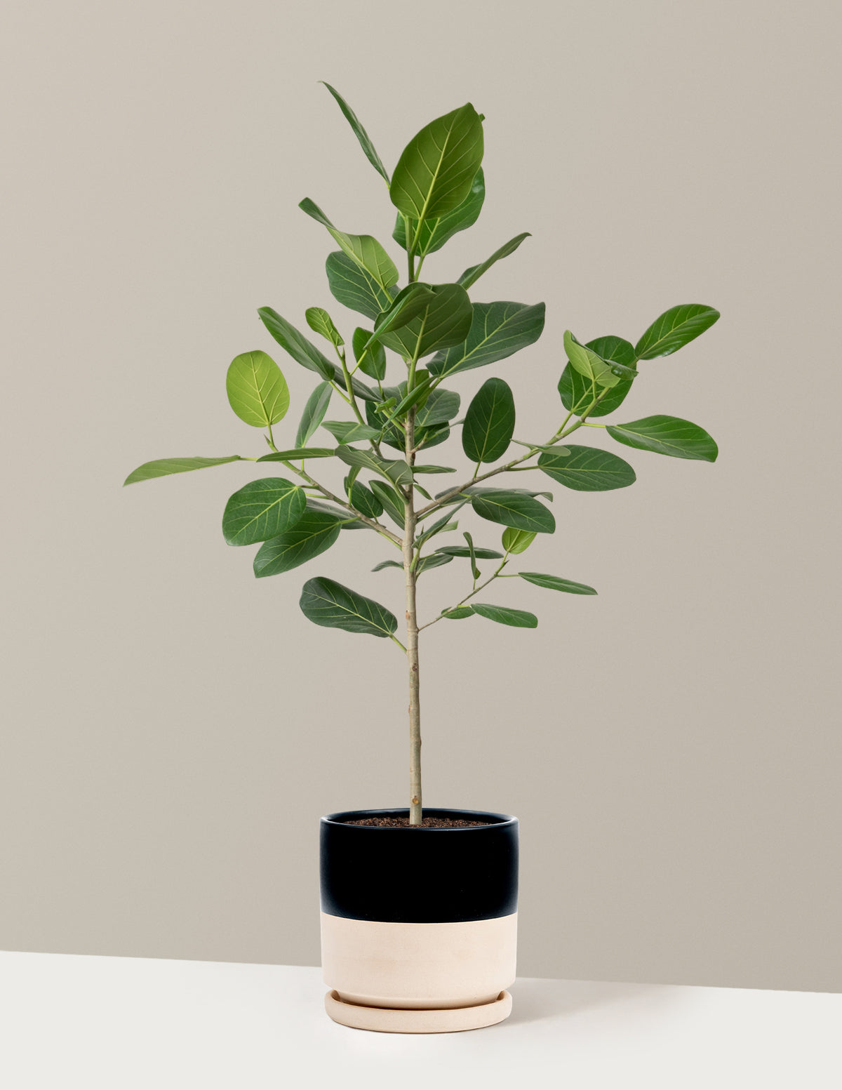 ficus audrey price Ficus Audrey Tree Houseplant with Planter - Large (2'-3' tall) Bubblegum Planter