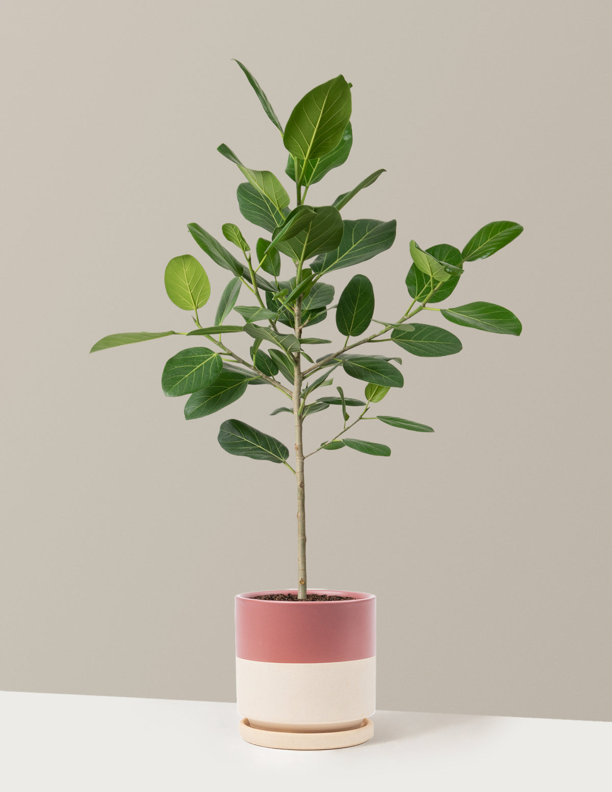 Ficus Audrey Tree