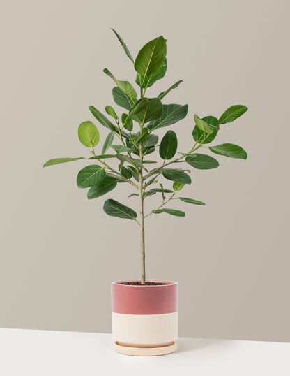 Ficus Audrey Tree