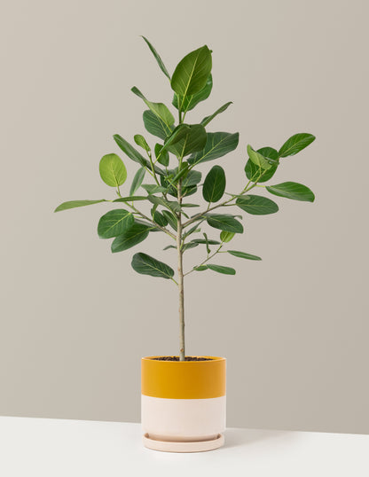 Ficus Audrey Tree