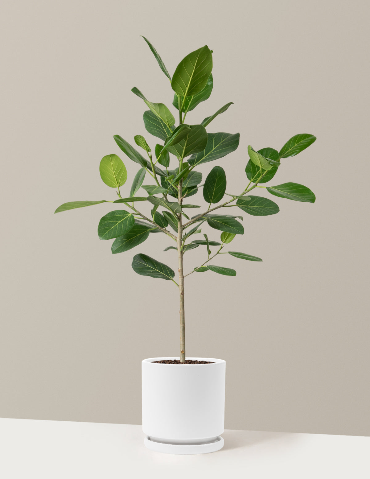 ficus audrey ikea Ficus Audrey Tree Houseplant with Planter - Large (2'-3' tall) Bubblegum Planter