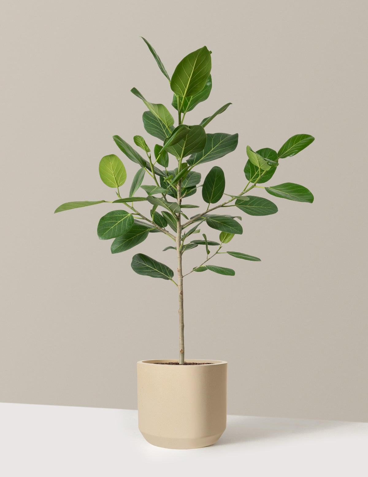 Ficus Audrey Tree
