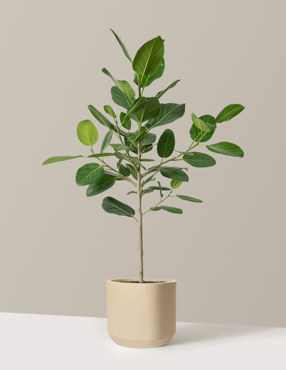 Ficus Audrey Tree