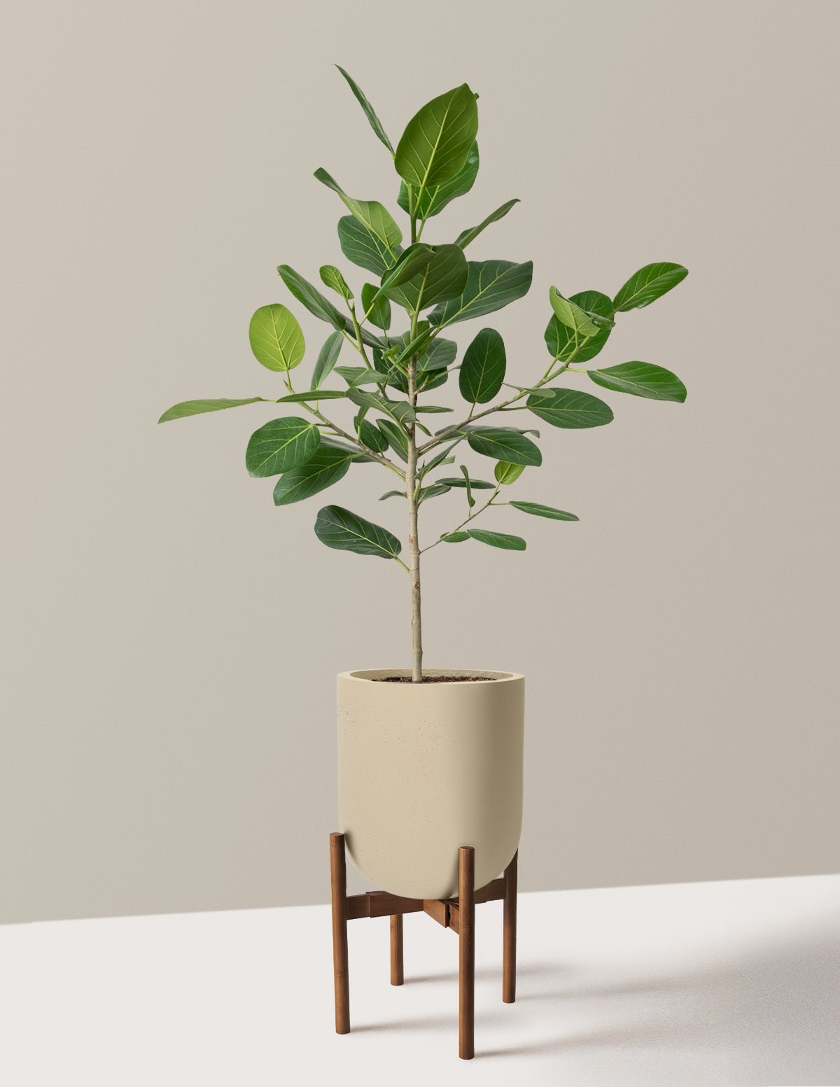 Ficus Audrey Tree