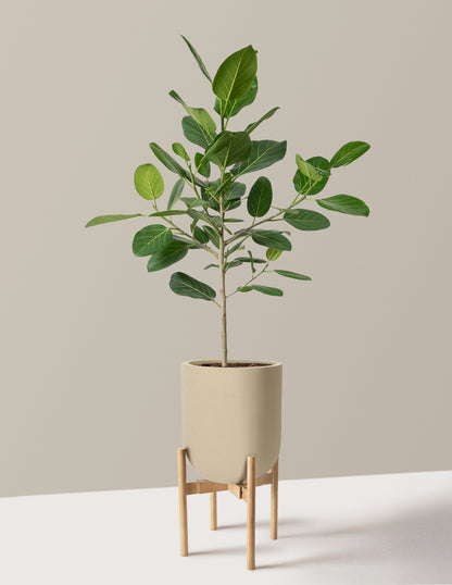 Ficus Audrey Tree
