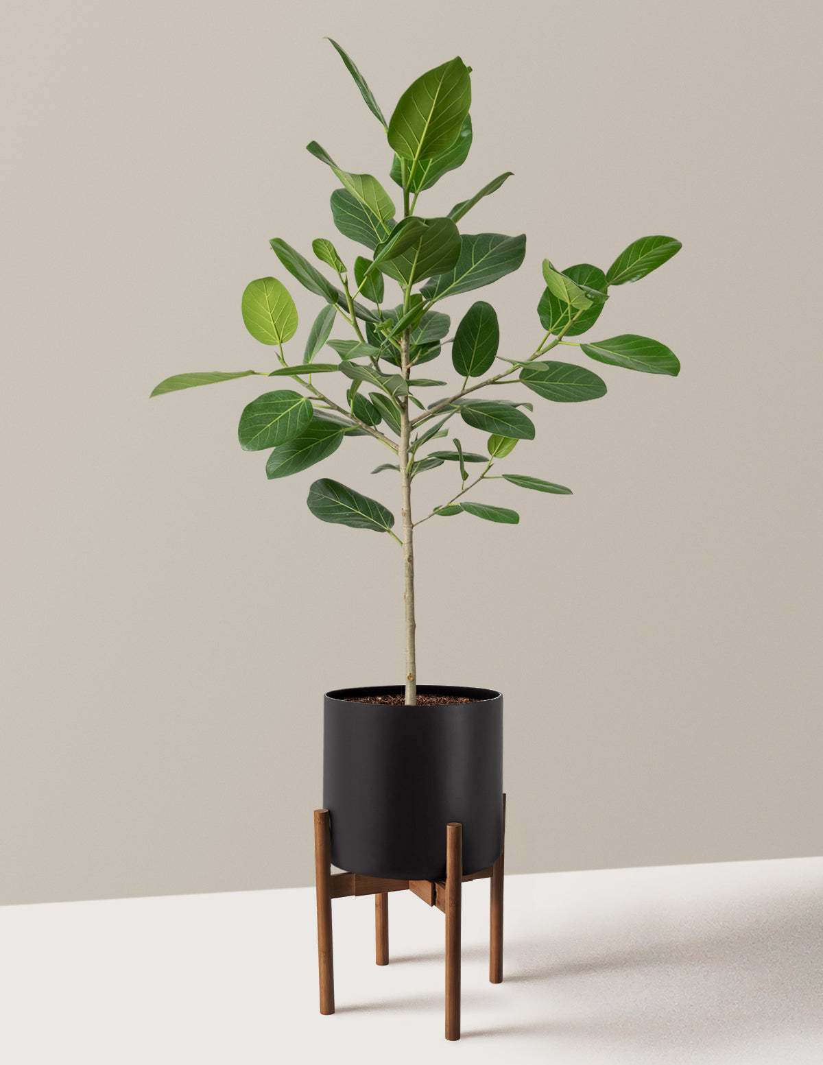 Ficus Audrey Tree