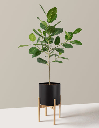 Ficus Audrey Tree