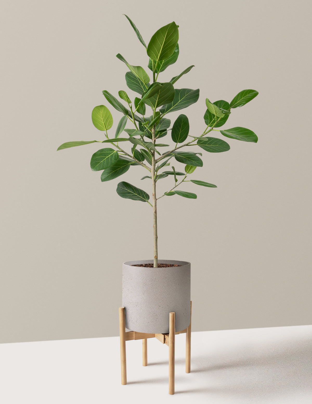 Ficus Audrey Tree