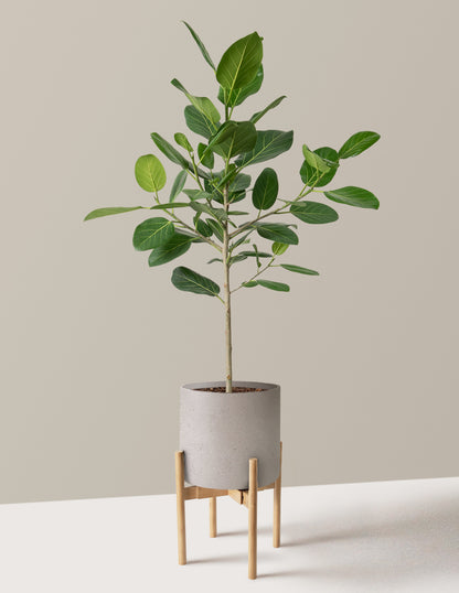 Ficus Audrey Tree