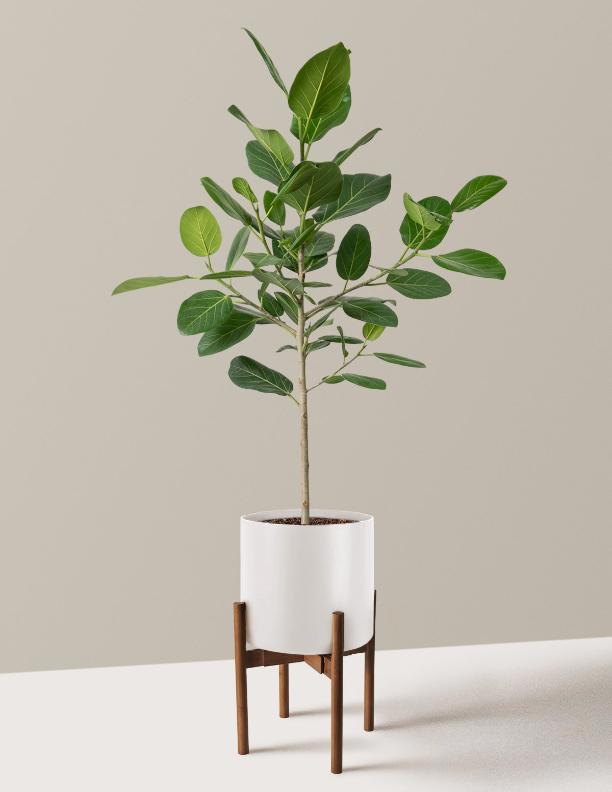 Ficus Audrey Tree