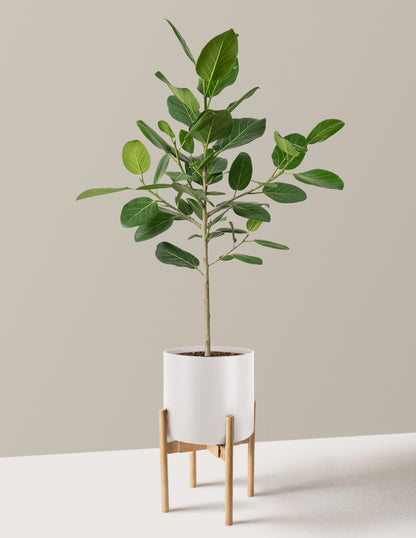 Ficus Audrey Tree