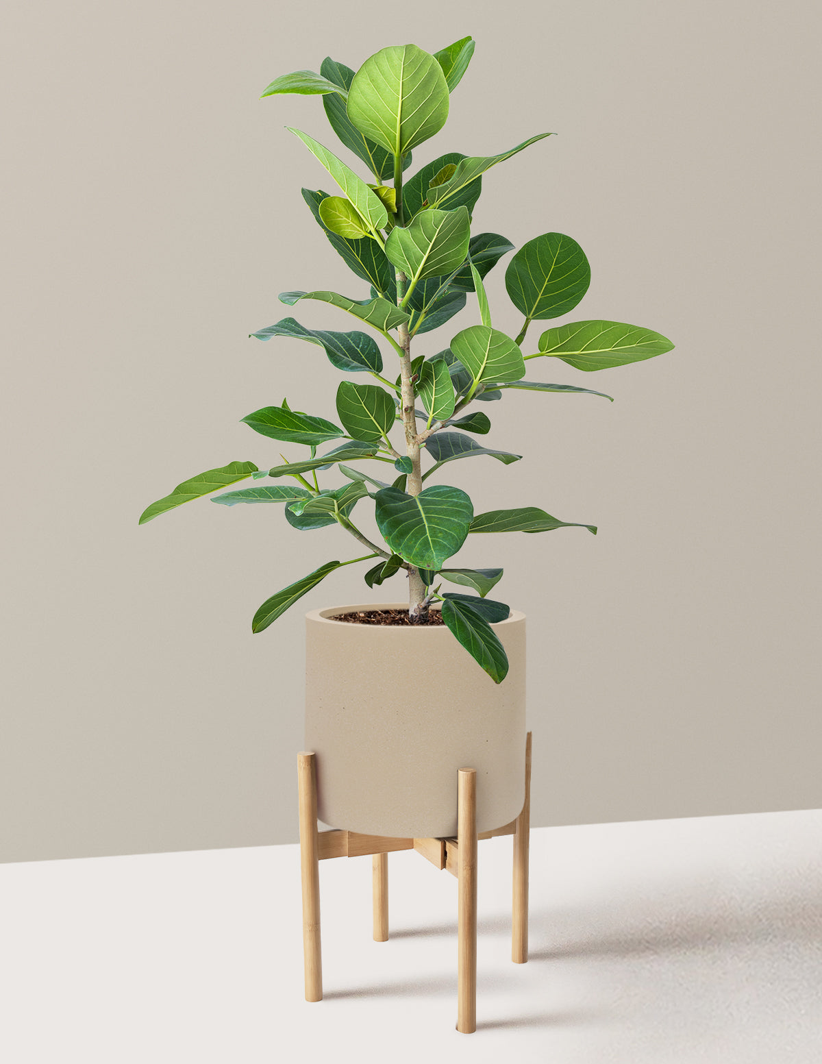 Ficus Audrey Bush