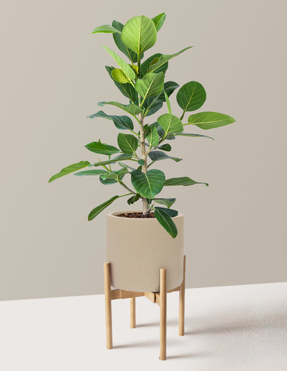 Ficus Audrey Bush