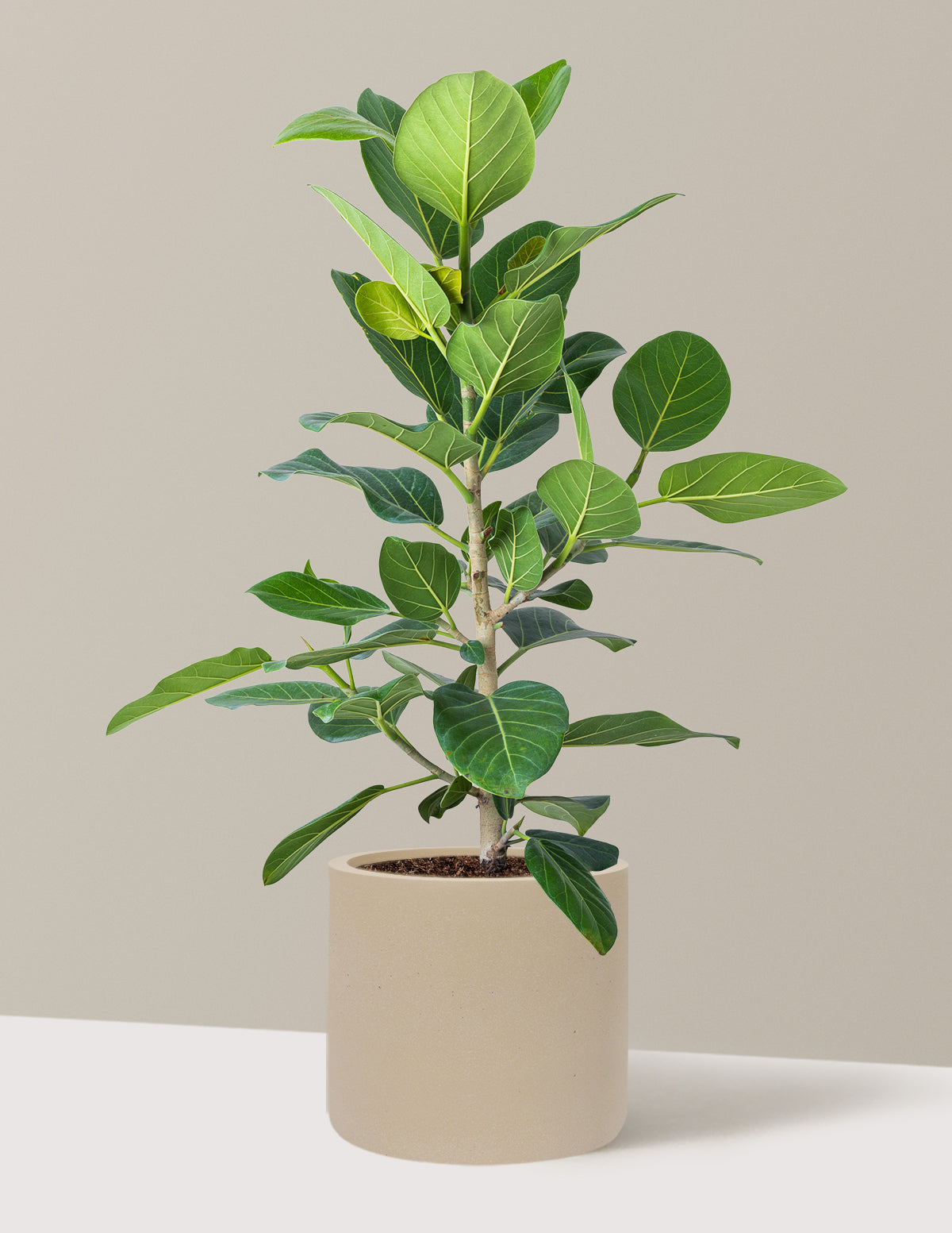 Ficus Audrey Bush