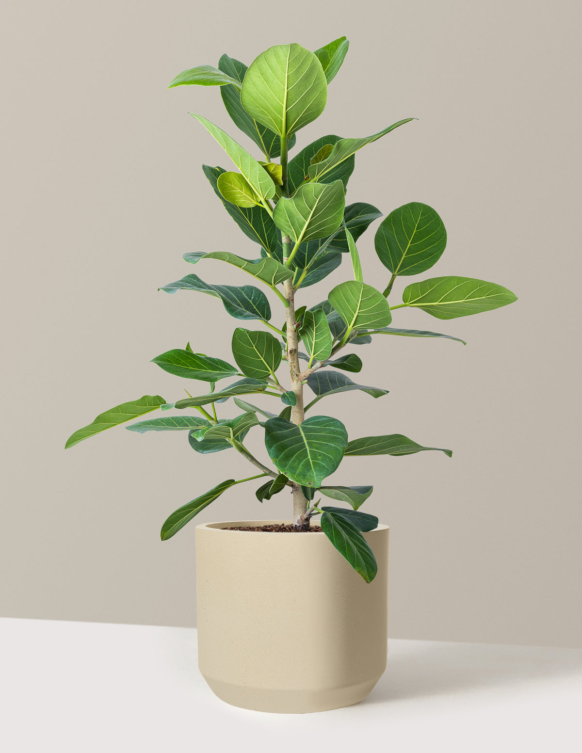 Ficus Audrey Bush