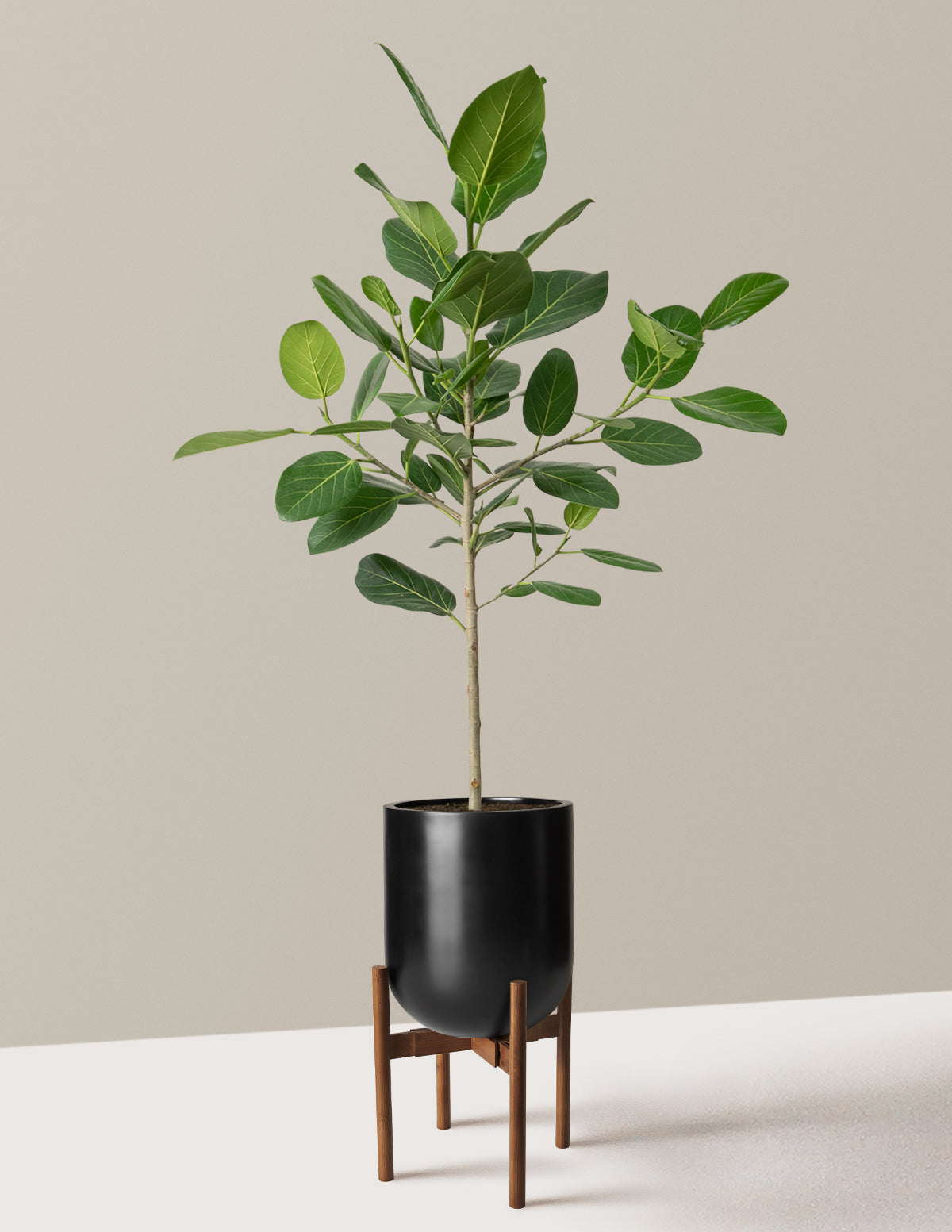 Ficus Audrey Tree
