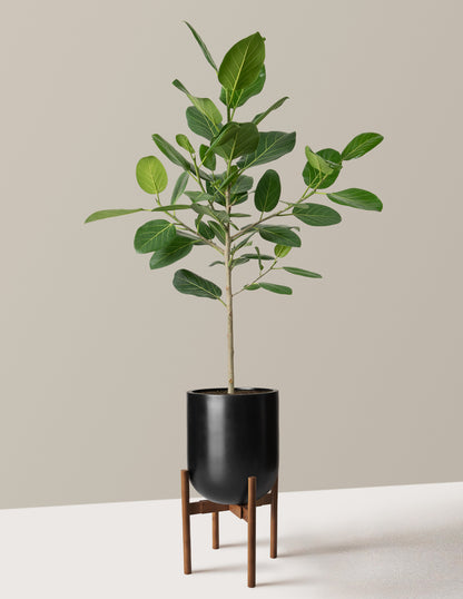Ficus Audrey Tree