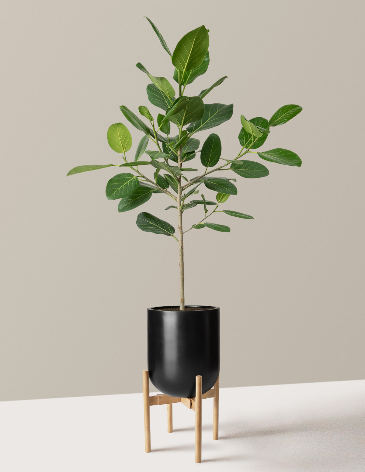 Ficus Audrey Tree