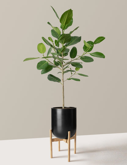 Ficus Audrey Tree