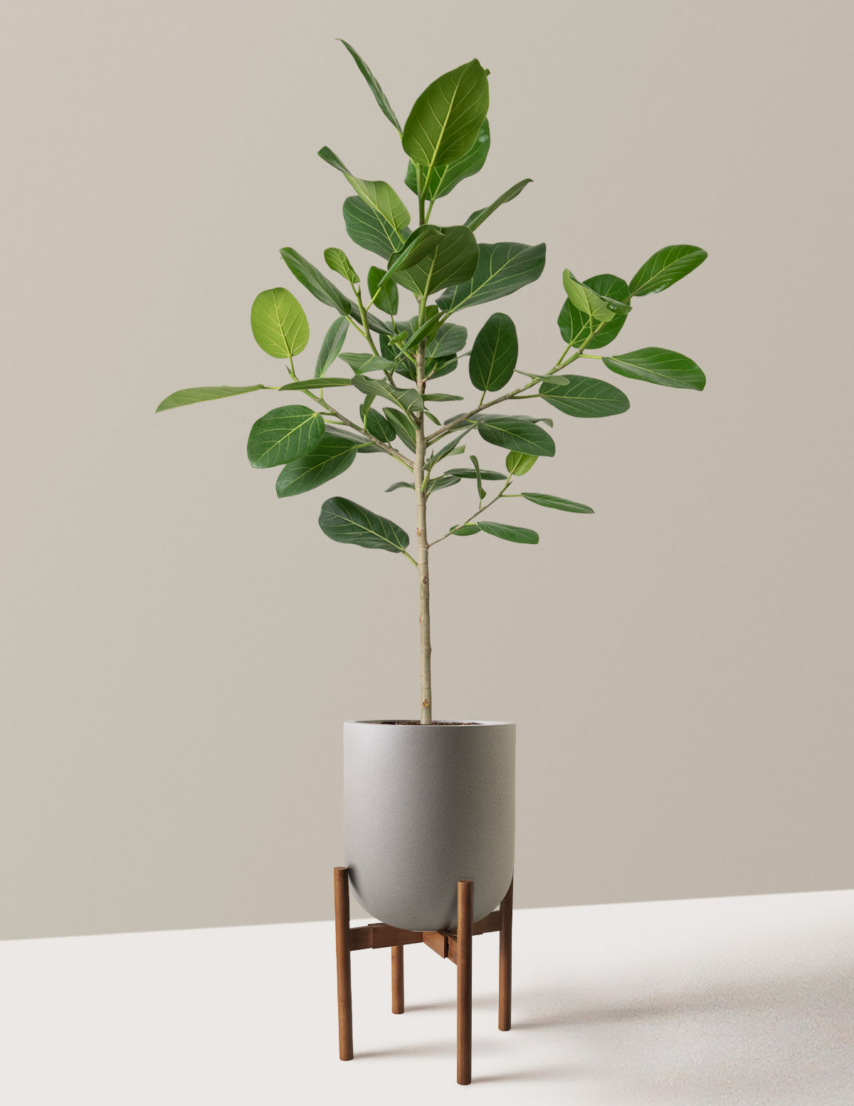 Ficus Audrey Tree