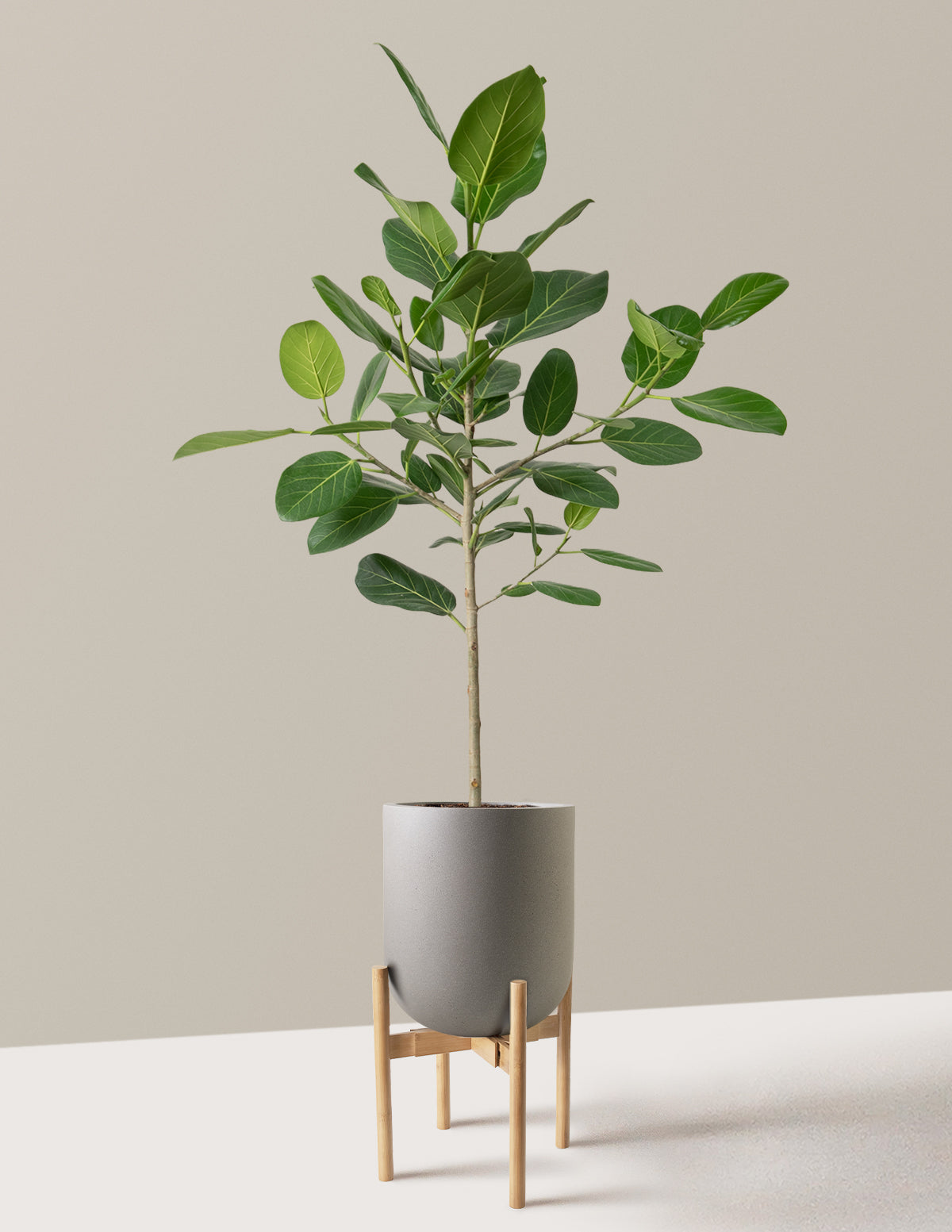 Ficus Audrey Tree