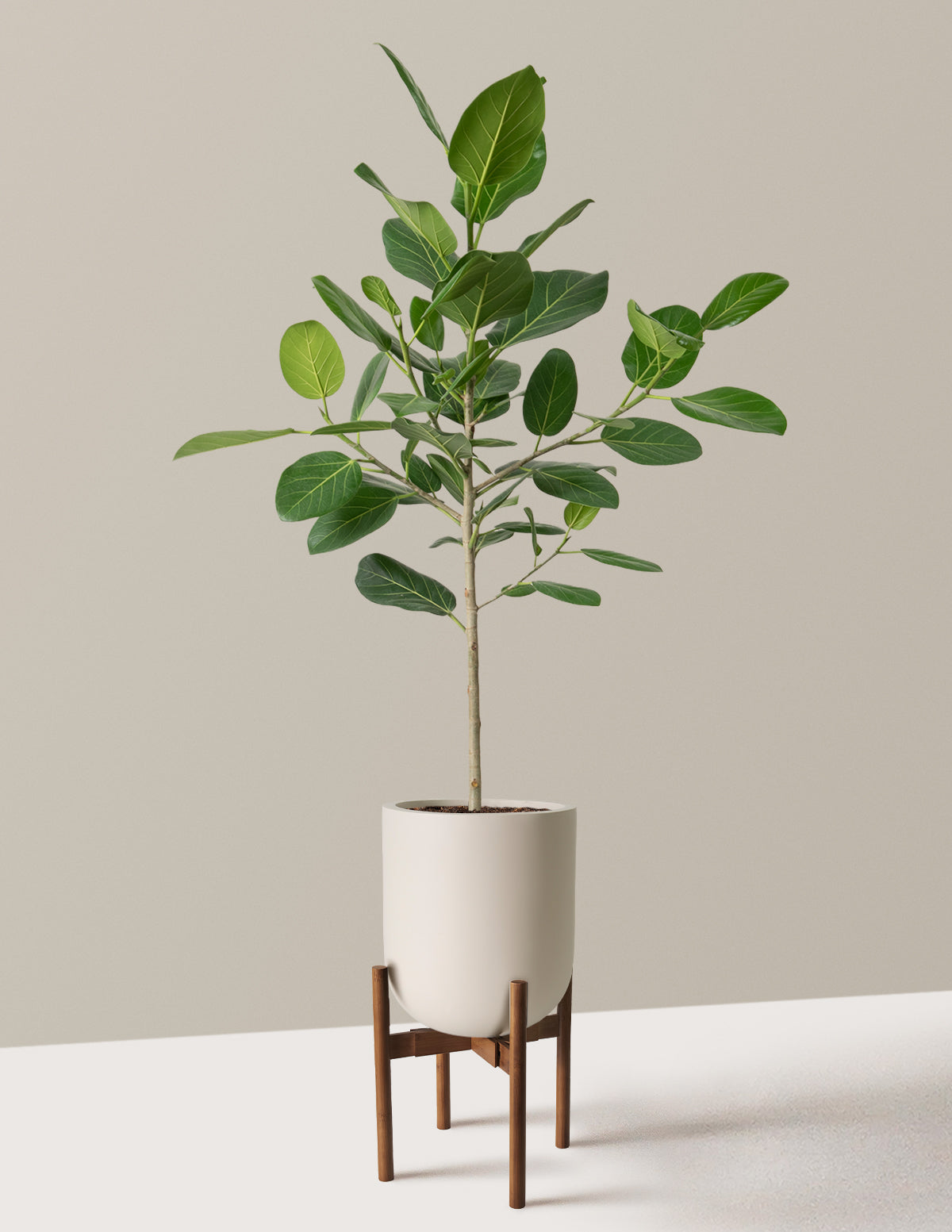 Ficus Audrey Tree
