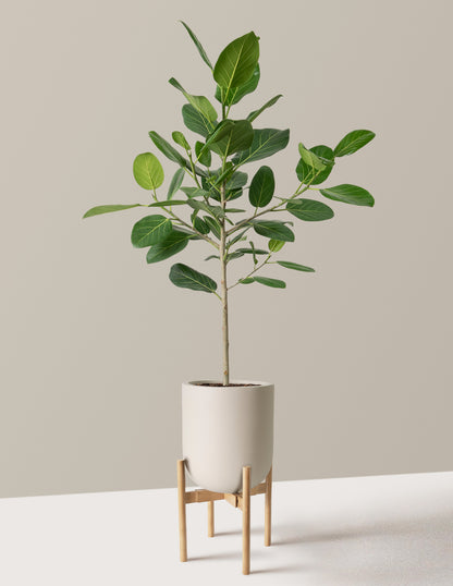 Ficus Audrey Tree