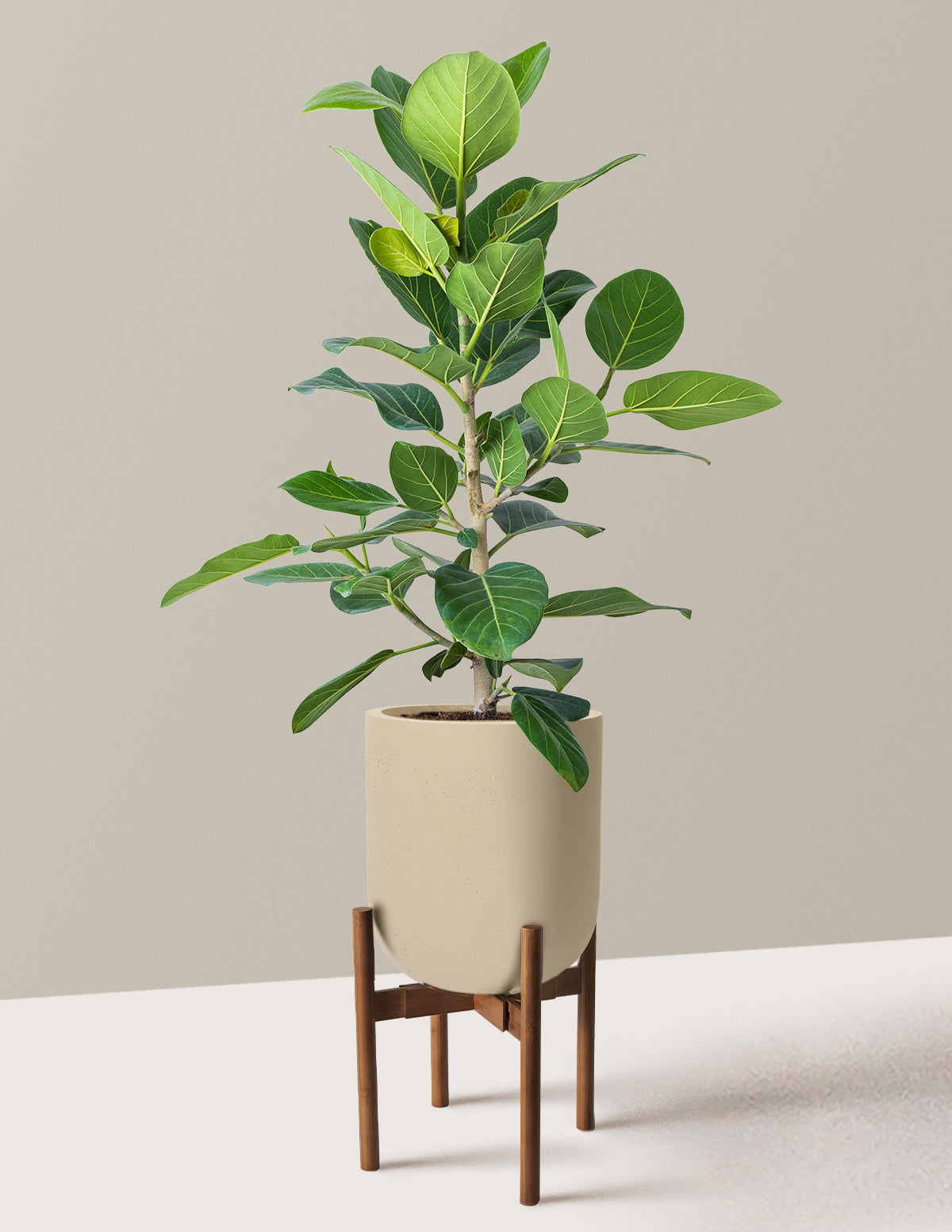 ficus audrey for sale Ficus Audrey Bush Houseplant with Planter - Small (9-13" tall) Terracotta Planter