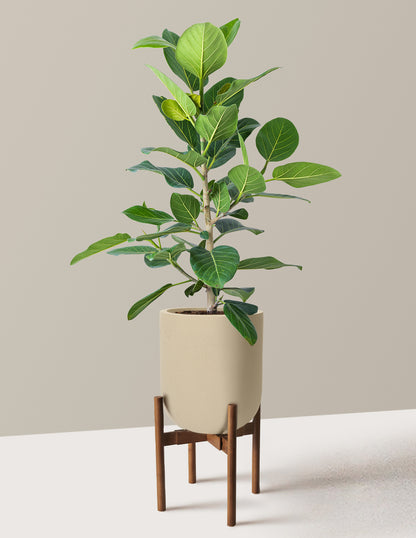 Ficus Audrey Bush