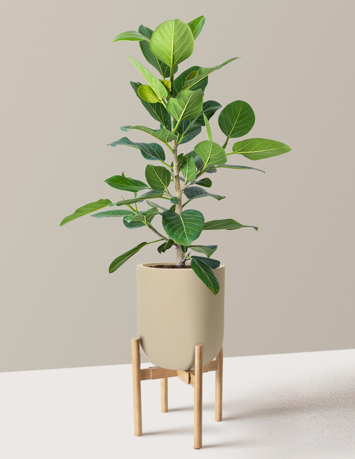 Ficus Audrey Bush