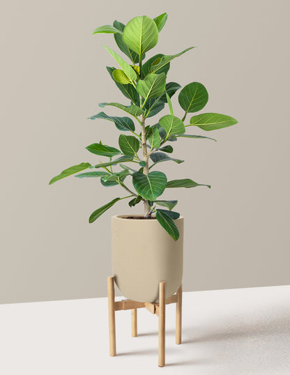 Ficus Audrey Bush