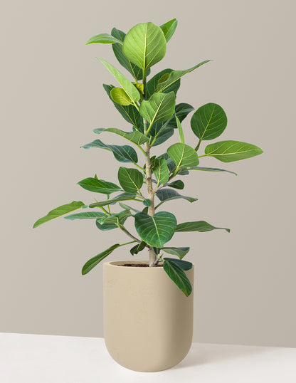 Ficus Audrey Bush