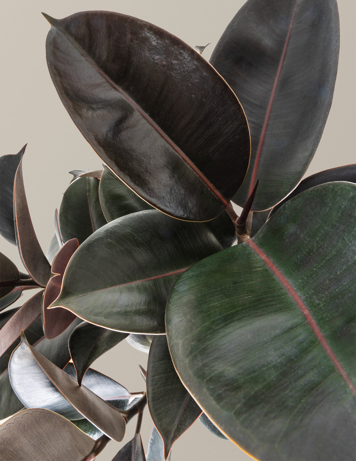 the sill rubber tree Ficus Burgundy Rubber Tree Houseplant with Planter - Large (3-4' tall) Bubblegum Planter