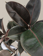 Ficus Burgundy Rubber Tree