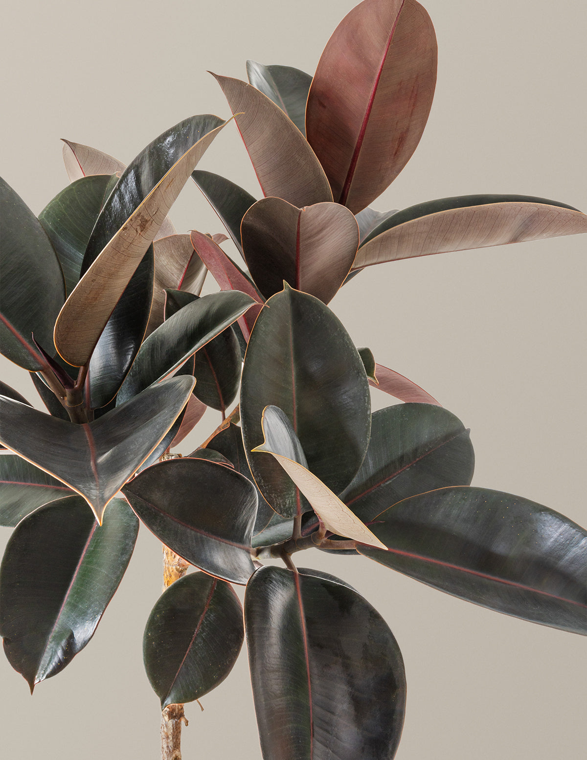 the sill rubber tree Ficus Burgundy Rubber Tree Houseplant with Planter - Large (3-4' tall) Bubblegum Planter